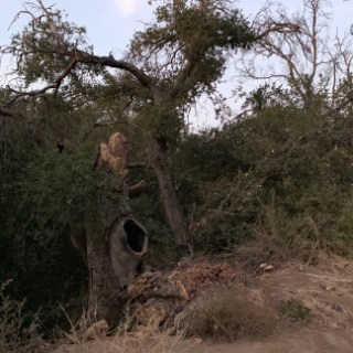 a giraffe standing next to a tree