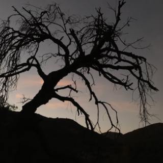 a tree with a mountain in the background