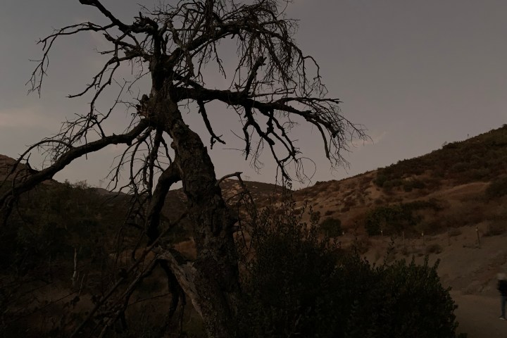 a giraffe standing next to a tree