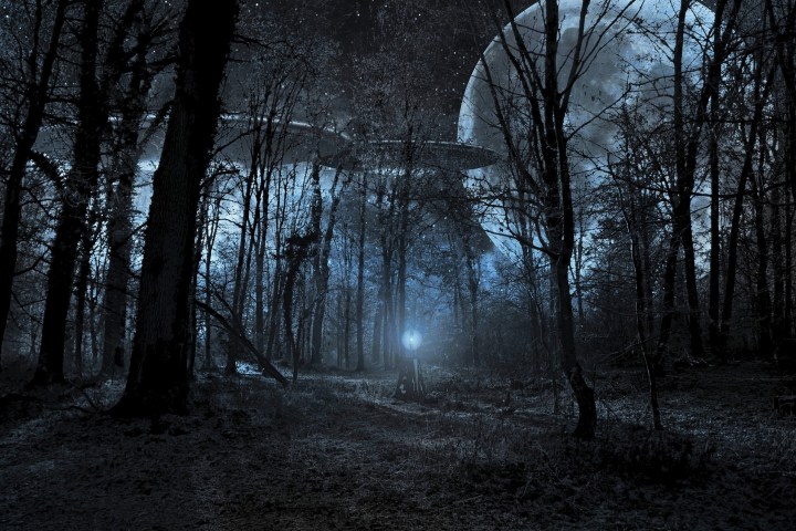 a tree in a forest
