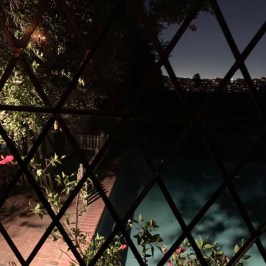 a vase of flowers next to a christmas tree